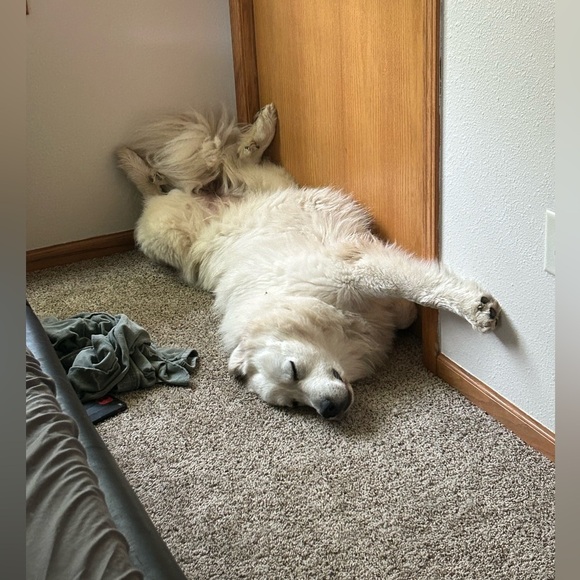 Welcome to our Posh!! - Picture 5 of 17